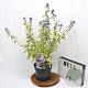 Caryopteris cland. 'White Surprise' 30-40 cm 3,0L