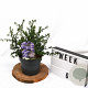 Ceanothus 'Blue Mound' 25-30 cm 3,0L