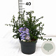 Ceanothus 'Blue Mound' 25-30 cm 3,0L