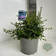 Ceanothus 'Blue Mound' 30-40 cm 5,0L