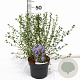 Ceanothus 'Concha' 30-40 cm 3,0L