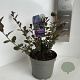 Ceanothus 'Tuxedo' 15-20 cm 2,0L