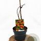 Chaenomeles sup. 'Orange Trail' 30-40 cm 2,0L