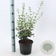 Osmanthus burkwoodii 40-60 cm 3,0L