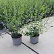 Osmanthus burkwoodii 40-60 cm 3,0L