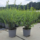 Osmanthus burkwoodii 40-60 cm 3,0L