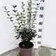 Osmanthus burkwoodii 40-60 cm 3,0L