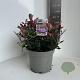 Photinia fraseri 'Little Red Robin' 25-30 cm 5,0L