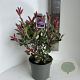 Photinia fraseri Pink Marble 40-50 cm 5,0L