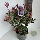 Photinia fraseri Pink Marble 40-50 cm 5,0L