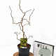 Corylus a. 'Twister' 40-60 cm 3,0L