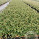 Cotoneaster radicans 'Eichholz' GM P9