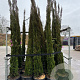 Cupressus sempervirens 250-300 cm 35L