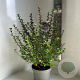 Escallonia 'Donard Radiance' 50-60 cm 5,0L