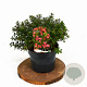 Escallonia 'Red Dream' 25-30 cm 3,0L