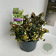 Euonymus fort. Blondy 30-35 cm 5,0L