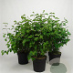 Cornus sanguinea 60-80 cm 7,5L