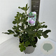 Ficus carica 40-50 cm 5,0L