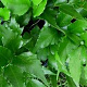 Cyrtomium falcatum 'Rochfordianum' GM P9