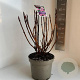 Hydrangea m. Frisbee 40-50 cm 5,0L