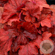 Heuchera 'Fire Alarm' GM P9