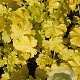 Heuchera 'Lime Rickey' GM P9