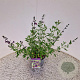 Salvia 'Nachtvlinder' 30-40 cm 2,5L