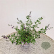 Salvia 'Nachtvlinder' 30-40 cm 2,5L