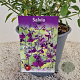 Salvia 'Nachtvlinder' 30-40 cm 2,5L