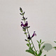 Salvia 'Nachtvlinder' 30-40 cm 2,5L