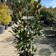 Magnolia grandiflora 225 cm stam container meerstammig