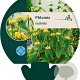 Phlomis russeliana GM P9