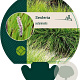 Sesleria autumnalis GM P9