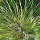 Sesleria autumnalis GM P9