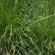Sesleria autumnalis GM P9