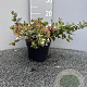 Abelia grandiflora 20-25 cm 2,0L