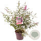 Buddleja d. 'Pink Delight' 80-100 cm 10L