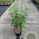 Buddleja d. 'Pink Delight' 80-100 cm 10L