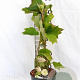 Hydrangea quercifolia 30-40 cm 3,0L