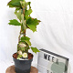 Hydrangea quercifolia 30-40 cm 3,0L