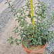 Osmanthus burkwoodii 30-40 cm 9L
