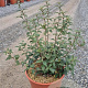 Osmanthus burkwoodii 30-40 cm 9L