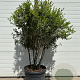 Osmanthus burkwoodii 110-120 cm container meerstammig Parasol