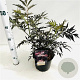 Sambucus nigra Black Lace 40-50 cm 3,0L