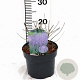 Perovskia 'Blue Spire' 30-40 cm 3,0L