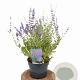 Perovskia 'Blue Spire' 30-40 cm 3,0L