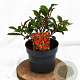 Photinia fraseri 'Mandarino' 25-40 cm 3,0L