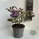 Photinia fraseri Pink Marble 20-30 cm 2,0L