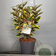 Elaeagnus ebb. 'Viveleg' 30-40 cm 3,0L