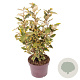 Elaeagnus ebb. 'Viveleg' 30-40 cm 3,0L